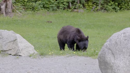 Black Bear in a City Park