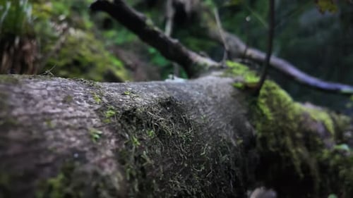 Moosbedeckter umgestürzter Baumstamm in einer ruhigen Waldszene, ruhige Natur