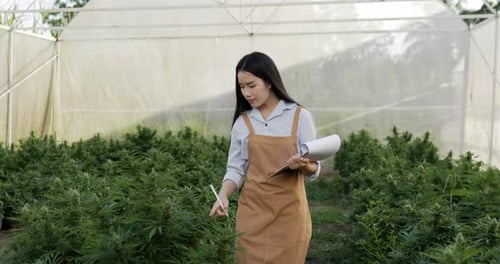 Young woman checking for research on green leaves of cannabis