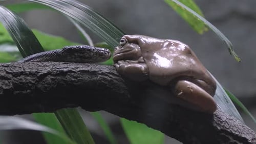 Un python de l'île Savu se rapproche de la grenouille blanche perchée sur une branche d'arbre.