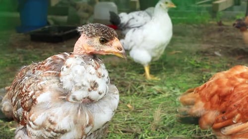 Several Chickens on a Farm outside during the Day