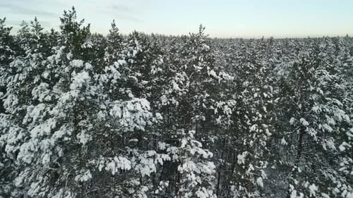 An Aerial View of a SnowCovered Pine Forest in the Heart of Winter Showcasing Serene Beauty and