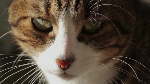 Striking Close Up of a Cat with Green Eyes