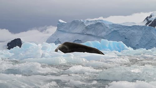 Leopard Seal resting on a floating iceberg in Antarctica