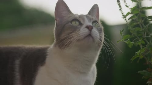 Close Up of a White Tabby Domestic Short Hair Striped Cat Looking Somewhere in the Garden