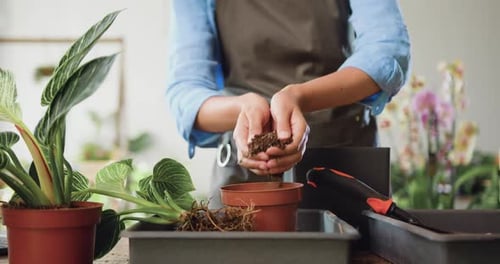 Close-up of hands of african american female florist working in floral shop and transplants pot