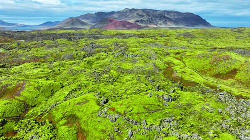 Beautiful Nature Lava Field Covered with Green Moss in Iceland Scenic National Park Area