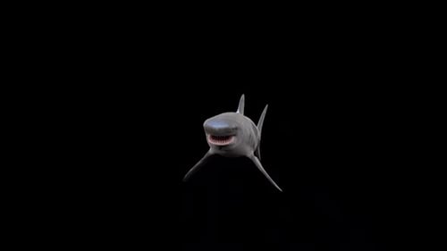 3D Animated Great White Shark Swimming Loop