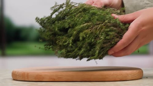 Green Thyme Bunch Tied Together Aromatic Spices of Dried Thyme for Use in Cooking and Folk Medicine