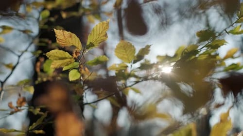 Los rayos del sol atraviesan las hojas del bosque en otoño