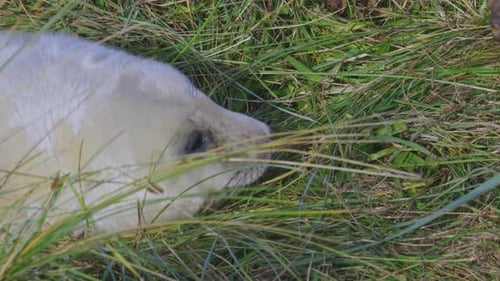 Atlantic Grey seal breeding season: adorable newborns with white fur, mothers nurturing, soaking in