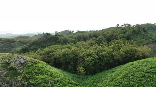 Aerial view of beautiful green forest hill