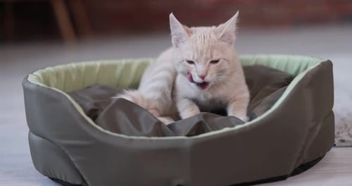 Cute Kitten Relaxing in Comfortable Pet Bed