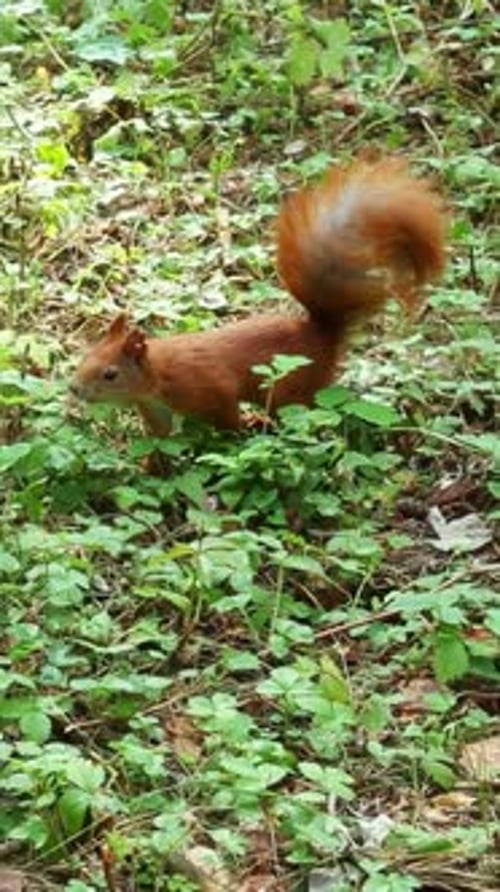 Récipient à tasse ouvrant en forme d'écureuil parmi la végétation verte de la forêt