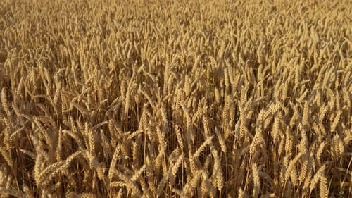 Crop Field with Agricultural Farming Grain of Ripe Golden Wheat Ready for Harvest and Production