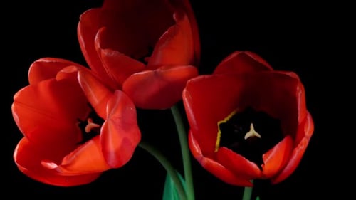 Red Tulips Bloom in Time Lapse on a Black Background. Spring Symbol Blooming in Timelapse. Tree Red