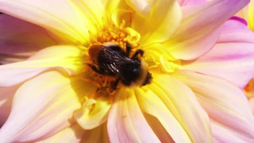 Bumblebee on a large yellow-pink dahlia flower in the autumn garden
