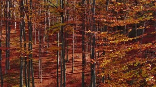 Bright Autumn Forest in Sunny Day
