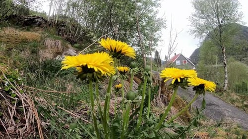 Dandelions Blooming in a Grassy Rural Landscape