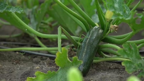 smart agriculture of cucumber farming. Cucumber fruit from drip irrigation.