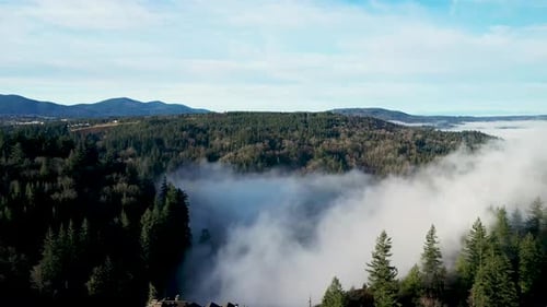 Aerial panning shot of dense fog in the valley surrounded by hills landscape with green pine trees d