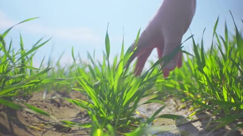 Agriculture Farmer Hand Plants Eco Green Food Growth Organic Tree