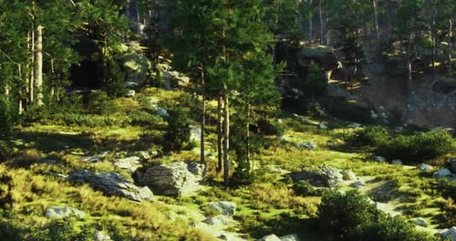 Lush Green Forest Landscape with Rocky Terrain During Daylight