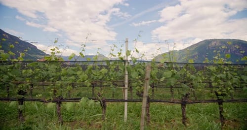 Spring Splendor Grapevines Thriving at a Winery in the Dolomite Alps