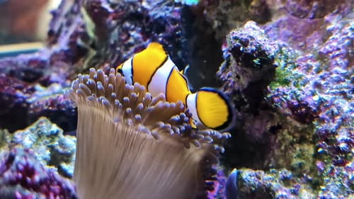 Poissons-clowns nageant parmi les coraux et les anémones dans un aquarium marin animé