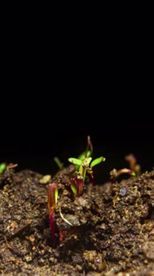 Chronologie des graines en germination en 2K