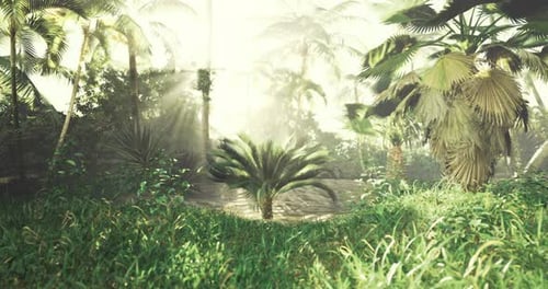 Quiet Tropical Forest with Sunlight Streaming Through the Trees