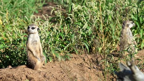 Erdmännchen genießen die morgendlichen Sonnenstrahlen im südafrikanischen Nationalpark mit verspielten Possen und Charmanten
