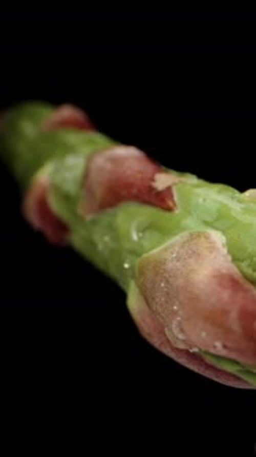 Vertical video. A stalk of asparagus with water droplets on it, against a black background. Dolly