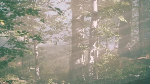 Magic Dark Autumn Forest Scenery with Rays of Warm Light
