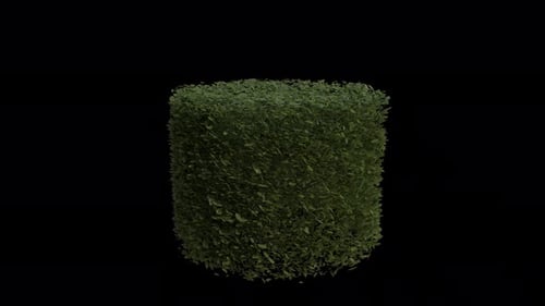 Hornbeam blowing in the wind Loop Animation. Wind blows Hedge Plant Carpinus Betulus. Alpha Channel