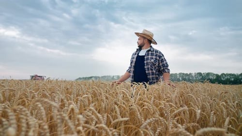 Golden Rye Field Middleaged Farmer Walking Through Ears and Viewing Plants Medium Shot in Farmland