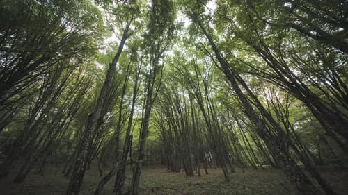 Sunlight Filtering Through Canopy of Tall Trees in Green Forest
