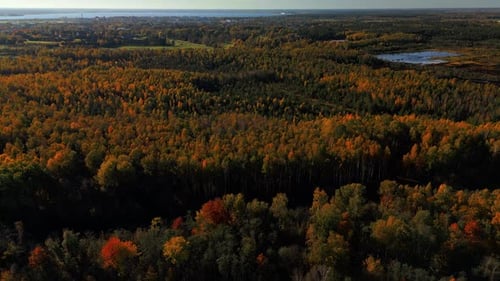 Experience a Stunning Aerial View of Autumn Forests and Lakes Showcasing Vibrant Colors Throughout