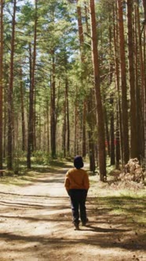 Walking Through a Tranquil Forest Path Surrounded By Tall Trees in Autumn Sunlight