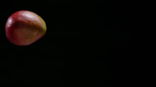 Fresh mango fruit falling with black background, slow motion