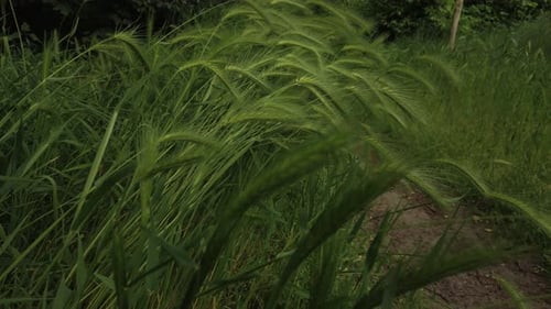 Close-up shot of the beautiful green grass in nature.