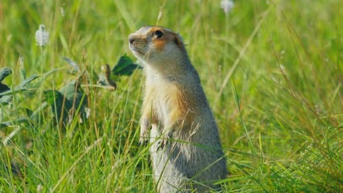The European Ground Squirrel or Spermophilus Citellus Looks Around on the Natural Habitat in the