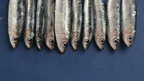 Fresh Sea Sardines and Anchovy Fish and Mullus On Display On Ice On Market Store Shop Seafood Fish