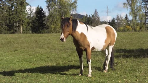 Ein Skewbald-Pferd starrt an einem sonnigen Tag auf einer Weide in einer ländlichen Gegend in die Kamera