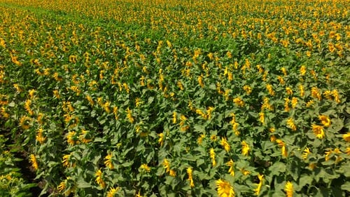 Sunflower field with rows of bright yellow large Sunflowers
