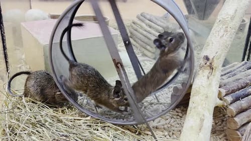 Rodents Playfully Exercising in a Glass Enclosure