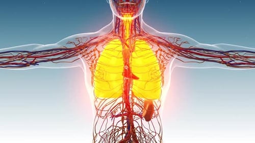 3D Human Respiratory System Anatomy with Lungs Breathing Animation