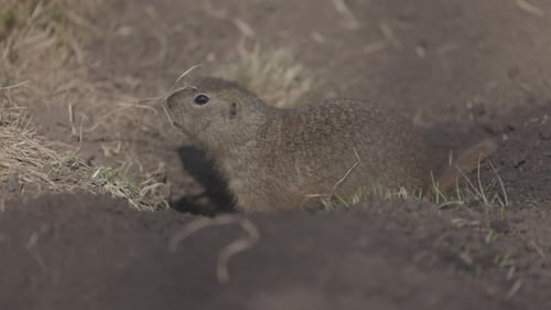 Gopher cava um buraco para si mesmo Little Ground Squirrel ou Little Suslik Spermophilus Pygmaeus é