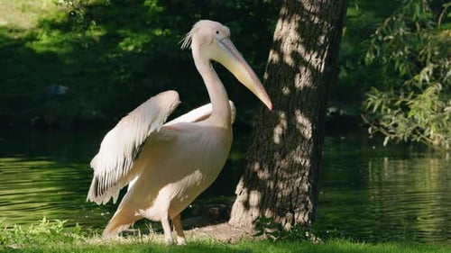 White Pelican Standing on Grassy Riverbank Beside Calm Forest Pond in Natural Wildlife Environment