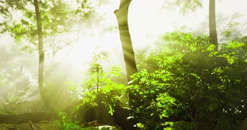 Sunlight Filters Through Lush Greenery in a Vibrant Forest Setting